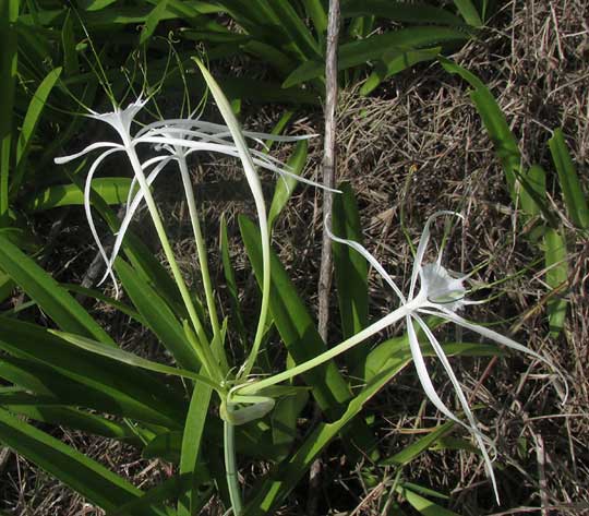 Beach Spiderlilies, HYMENOCALLIS LITTORALIS, inflorescence
