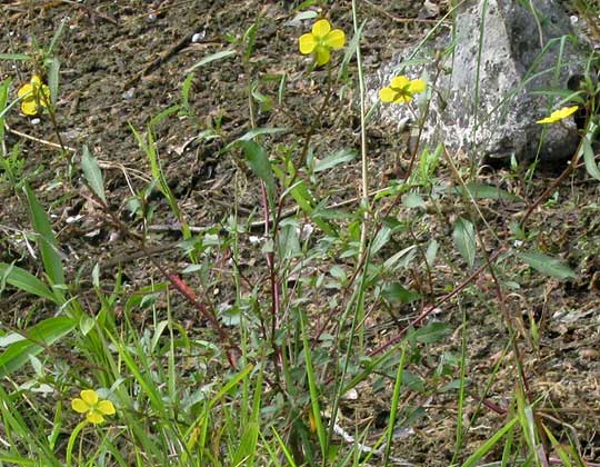 Mexican Primrose-Willow, LUDWIGIA OCTOVALVIS