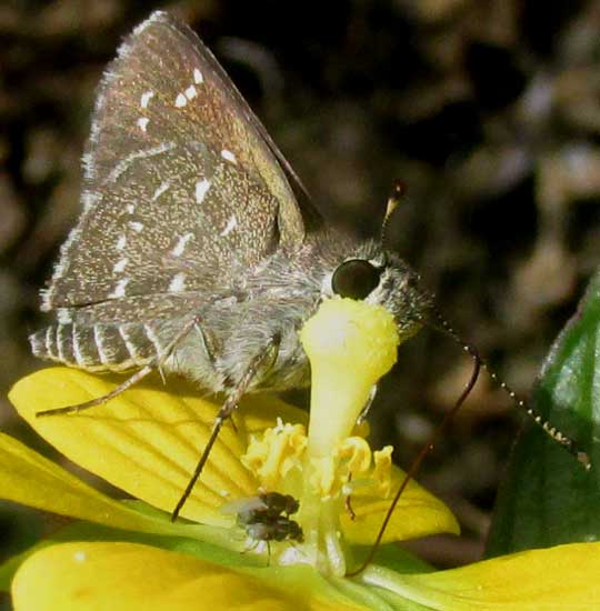 Mexican Primrose-Willow, LUDWIGIA OCTOVALVIS, with insects taking nectar