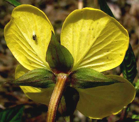 Mexican Primrose-Willow, LUDWIGIA OCTOVALVIS, flower from rear, showing sepals