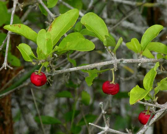 Barbados-Cherry or Wild Crape Myrtle, MALPIGHIA GLABRA, fruits on tree