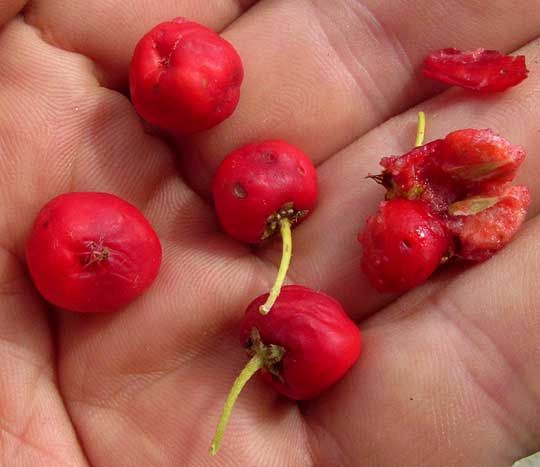 Barbados-Cherry or Wild Crape Myrtle, MALPIGHIA GLABRA, fruits & seeds