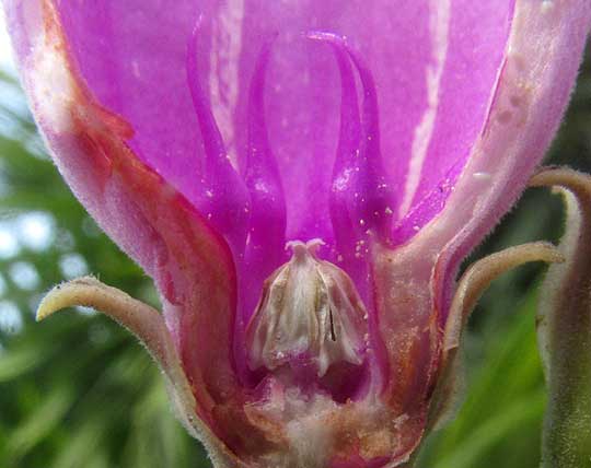 Madagascar Rubbervine, CRYPTOSTEGIA MADAGASCARIENSIS, flower longitudinal section