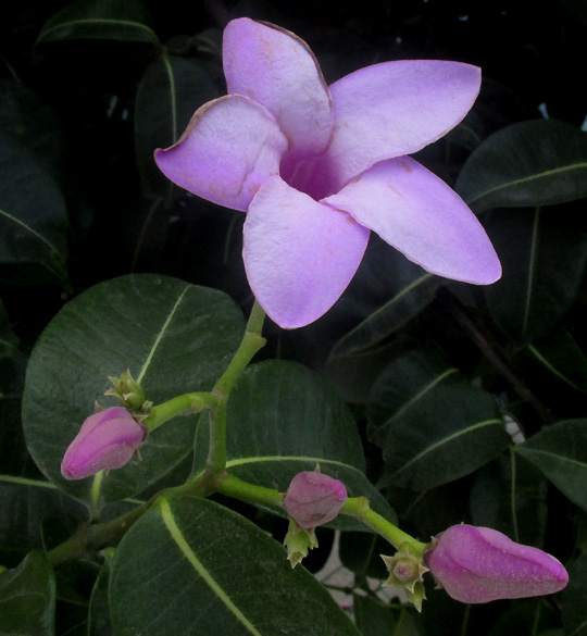 Madagascar Rubbervine, CRYPTOSTEGIA MADAGASCARIENSIS, inflorescence