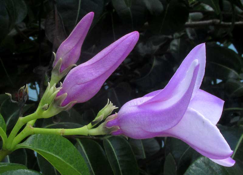 Madagascar Rubbervine, CRYPTOSTEGIA MADAGASCARIENSIS, flowers seen from side