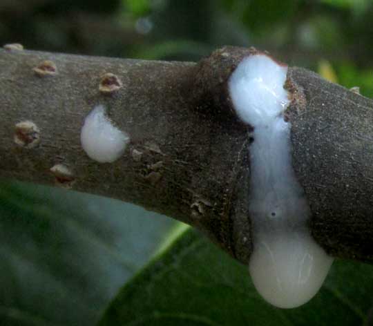 Madagascar Rubbervine, CRYPTOSTEGIA MADAGASCARIENSIS, latex oozing from stem
