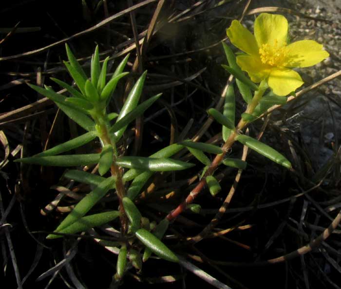 Redstem Purslane, PORTULACA RUBRICAULIS, habitat