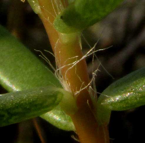 Redstem Purslane, PORTULACA RUBRICAULIS, trichomes on stem