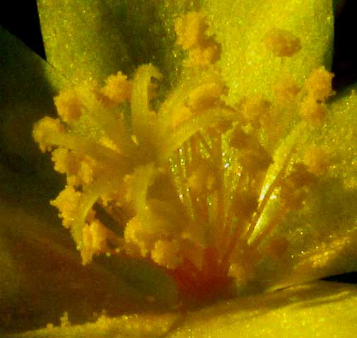 Redstem Purslane, PORTULACA RUBRICAULIS, stamens & styles