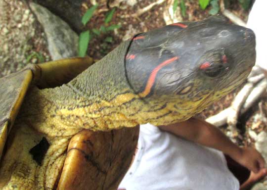 Furrowed Wood Turtle, RHINOCLEMMYS AREOLATA, head
