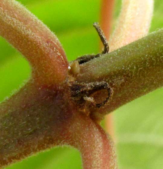 HAMELIA PATENS, Scarlet-Bush, stipules