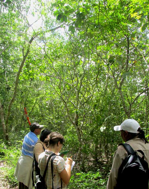 Tree Manioc, Manihot cf. carthaginensis, large plants in wild