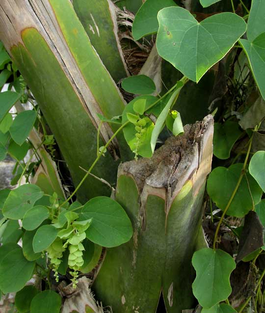 Velvet Leaf Vine, CISSAMPELOS PAREIRA