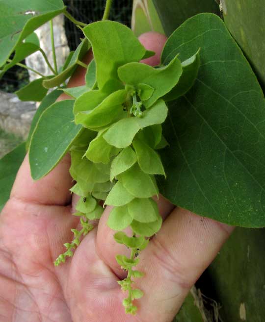 Velvet Leaf Vine, CISSAMPELOS PAREIRA, bracts