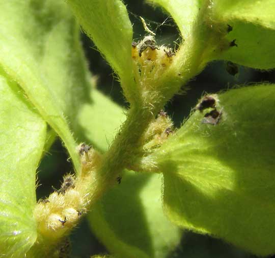 Velvet Leaf Vine, CISSAMPELOS PAREIRA, female flowers in bract axils