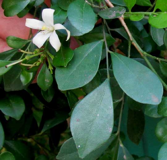 Orange Jasmine, MURRAYA PANICULATA, flowers & leaf