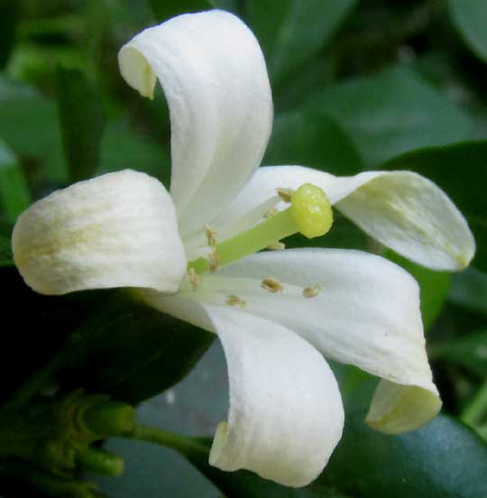 Orange Jasmine, MURRAYA PANICULATA, flower