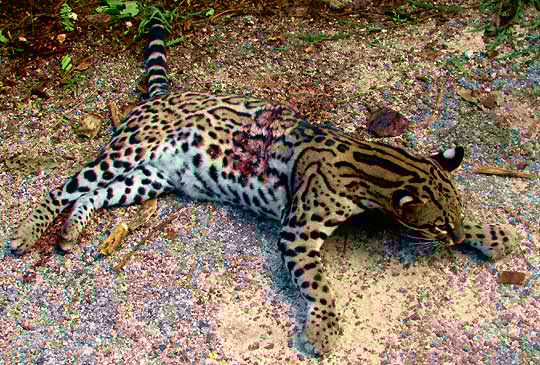 Ocelot, FELIS PARDALIS, shot for stealing chickens in a Maya village