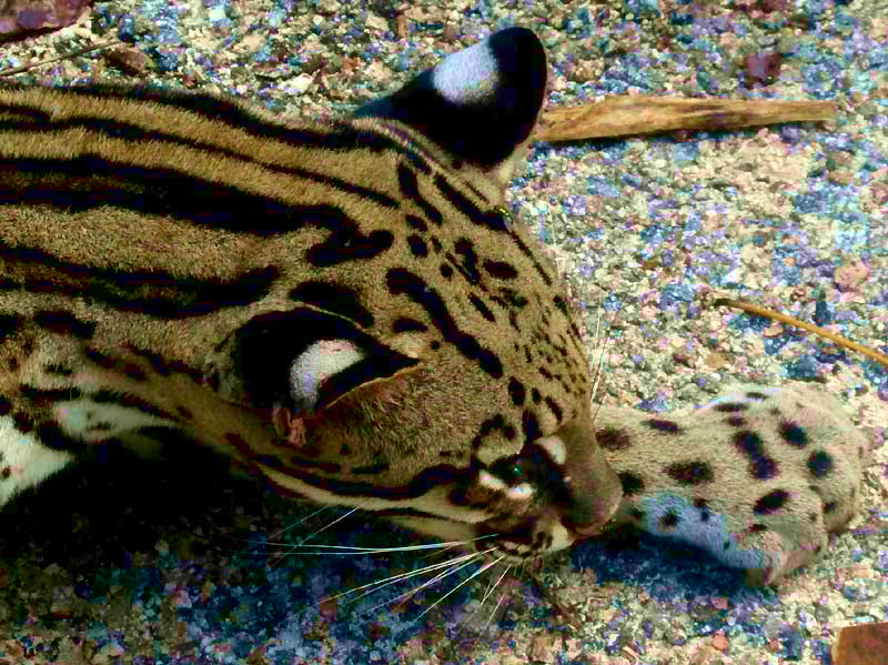 Ocelot, FELIS PARDALIS, head & paw