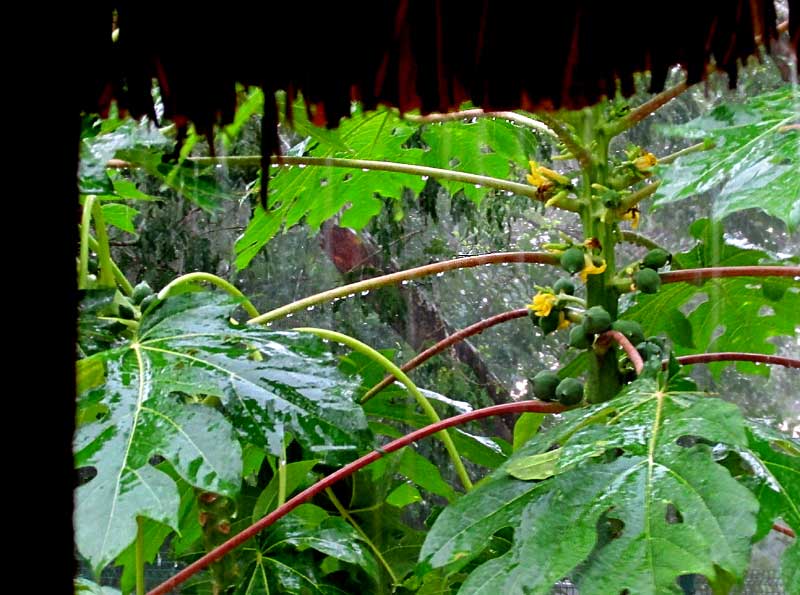 Wild Papaya Tree in the rain