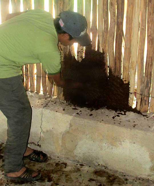 applying mud and straw to interior of Maya hut wall