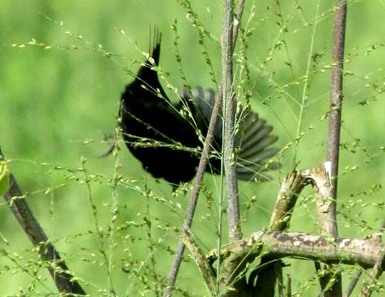 Blue-black Grassquit, VOLATINIA JACARINA, jumping, plummeting