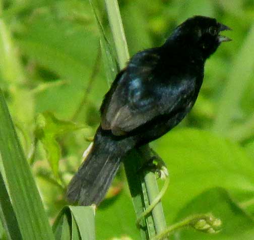 Blue-black Grassquit, VOLATINIA JACARINA, male