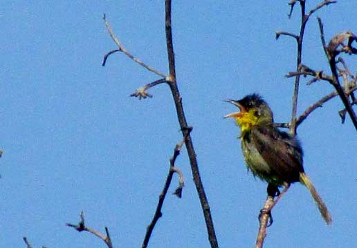 Gray-crowned Yellowthroat, CHAMAETHLYPIS POLIOCEPHALA, singing