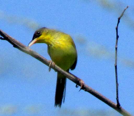 Gray-crowned Yellowthroat, CHAMAETHLYPIS POLIOCEPHALA