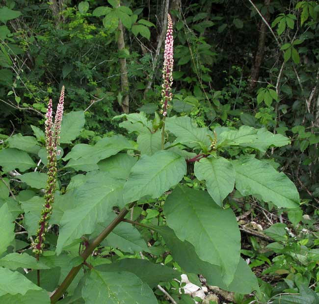 Tropical Pokeweed, Phytolacca icosandra