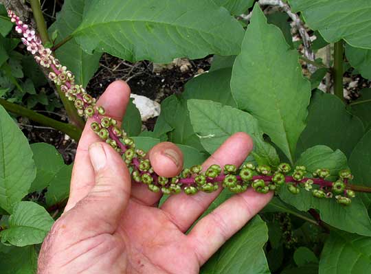 Tropical Pokeweed, Phytolacca icosandra, flowers & immature fruits