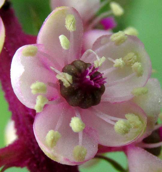 Tropical Pokeweed, Phytolacca icosandra flower