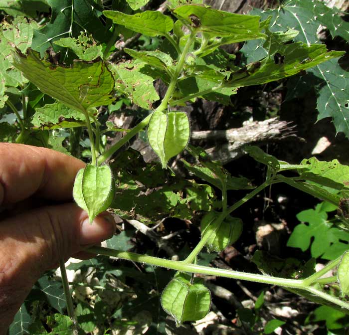 Hairy Husk-tomato, PHYSALIS PUBESCENS