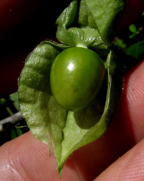 Hairy Husk-tomato, PHYSALIS PUBESCENS, fruit inside bladder