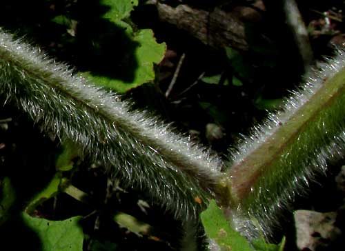 Hairy Husk-tomato, PHYSALIS PUBESCENS, hairs on stem