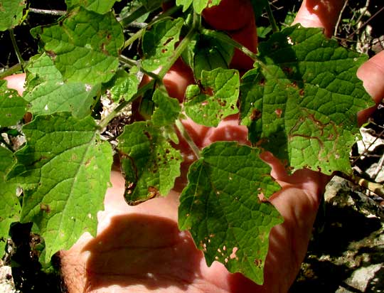 Hairy Husk-tomato, PHYSALIS PUBESCENS, leaves