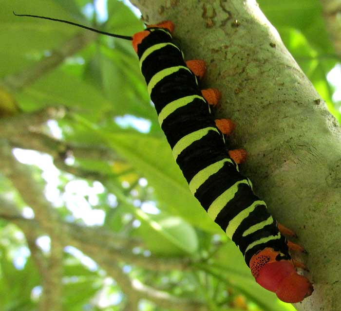 Frangipani Hornworm, the caterpillar of the Tetrio Sphinx Moth, PSEUDOSPHINX TETRIO