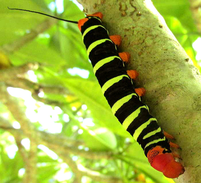 Frangipani Hornworm, the caterpillar of the Tetrio Sphinx Moth, PSEUDOSPHINX TETRIO