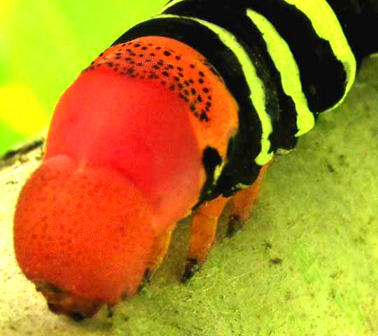 Frangipani Hornworm, the caterpillar of the Tetrio Sphinx Moth, PSEUDOSPHINX TETRIO, front end