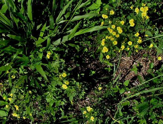 Shrubby Woodsorrel, OXALIS FRUTESCENS, habitat