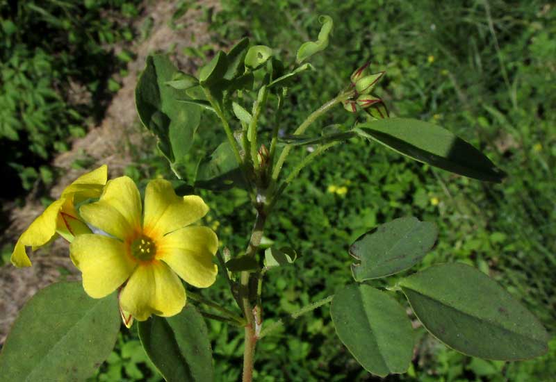 Shrubby Woodsorrel, OXALIS FRUTESCENS, flowers & leaves