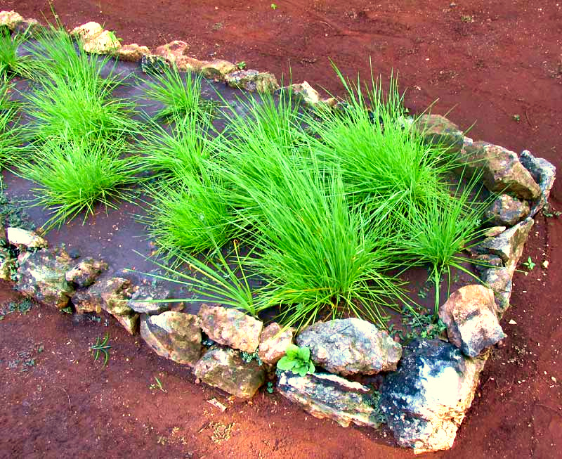 Cebollín, Maya Chives