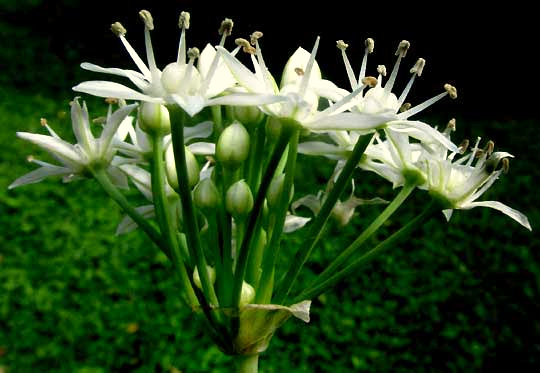 Cebollín, Maya Chives, umble of flowers