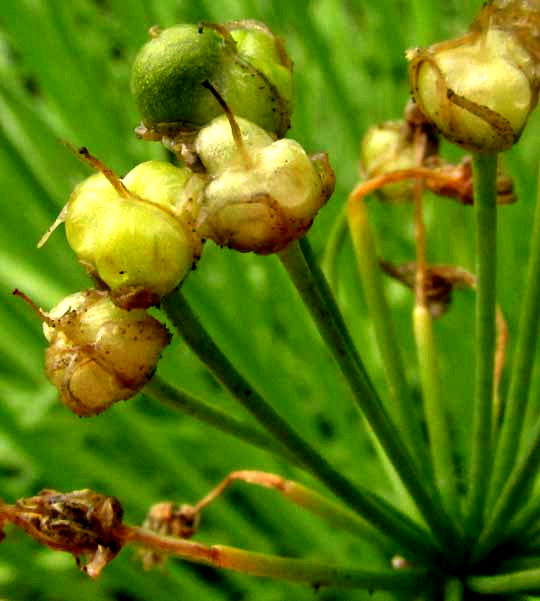 Cebollín, Maya Chives, fruits