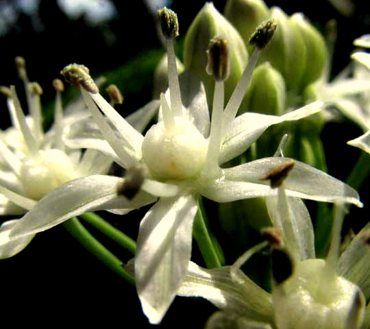 Cebollín, Maya Chives, flower