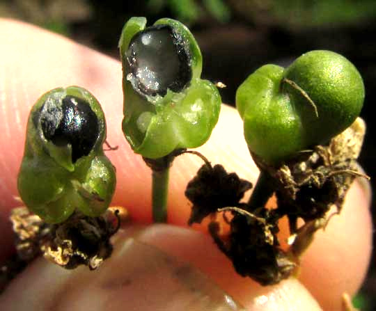 Cebollín, Maya Chives, fruits open showing seeds