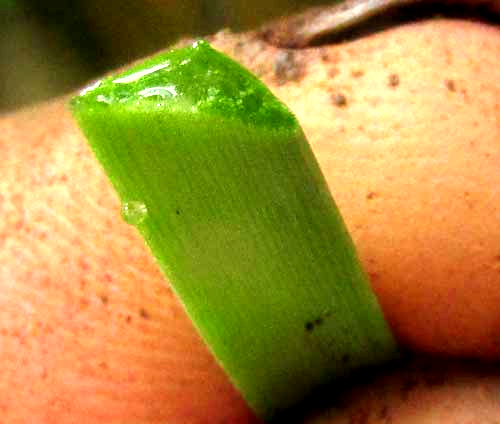 Cebollín leaf cross section