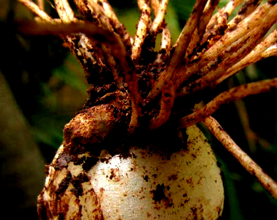 Cebollín, Maya Chives, bulb arising from rhizome