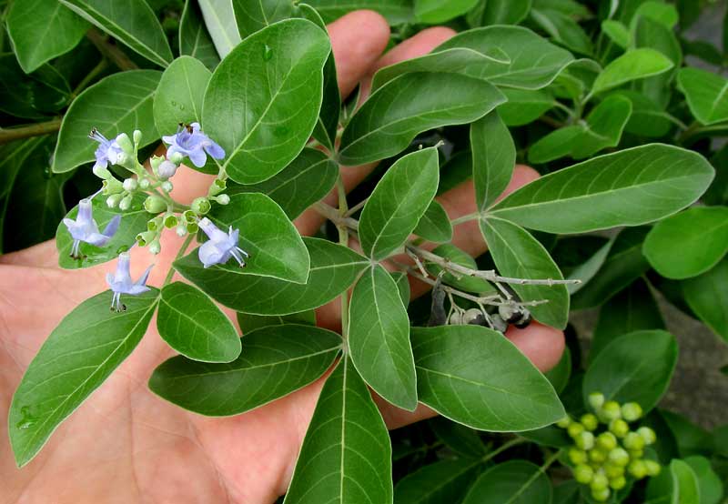 Threeleaf Chastetree, VITEX TRIFOLIA