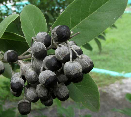 Threeleaf Chastetree, VITEX TRIFOLIA, fruits